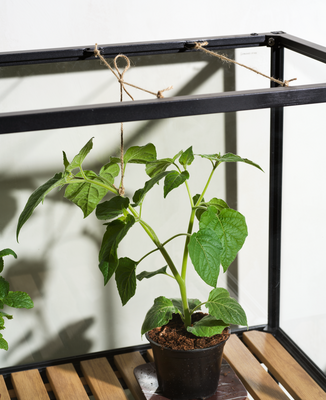 Grower Greens Planteskab Sort